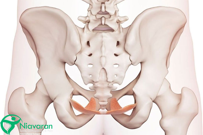آناتومی مفصل لگن