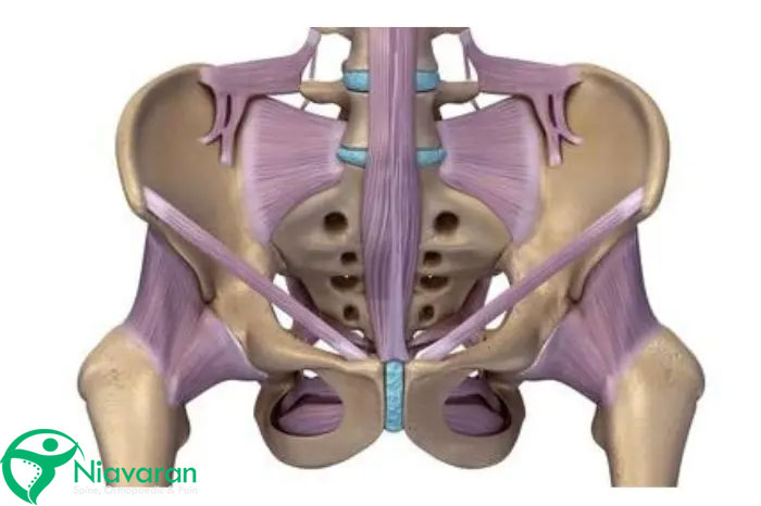 آناتومی جامع لگن