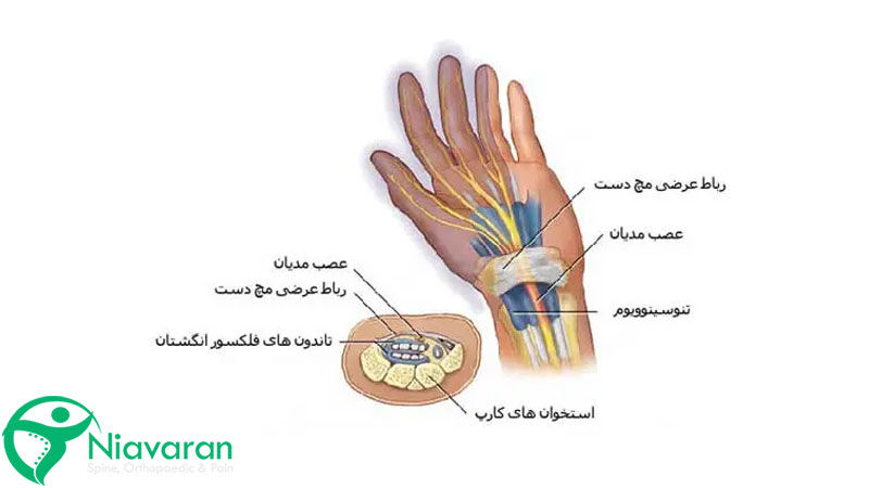 آناتومی و ساختار مچ دست