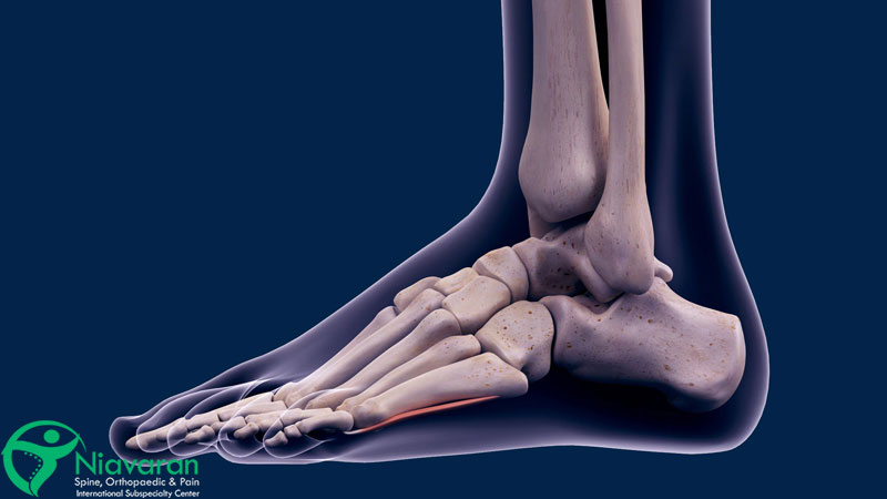 آناتومی مچ پا